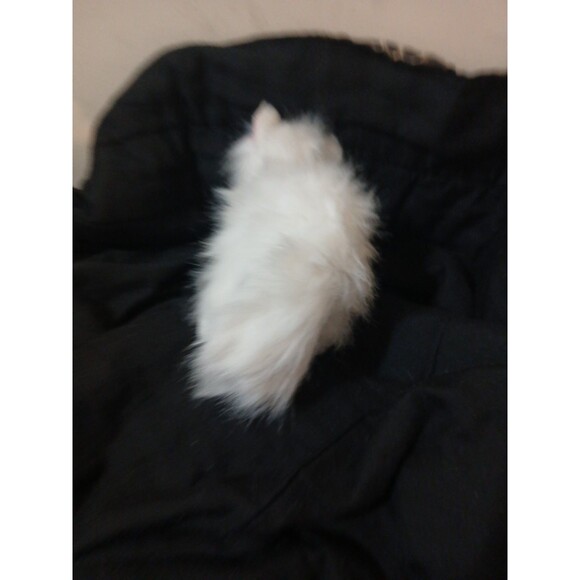 GANZ Webkinz Persian Cat HM110 Tags 9" Plush Stuffed Animal White Code Status ? - Picture 6 of 6